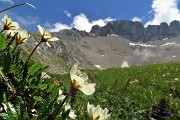 50 Camedrio alpino (Dryas octopetala)  con pareti rocciose versante nord d'Arera